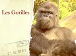 Angles de vies des singes
