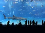 Aquarium Kuroshio Sea