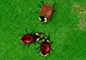 Beetle Wars