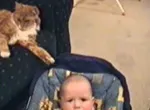 Bêtisier de chats et de chiens