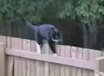 Bêtisier de chats