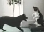 Chatpristie - Bétisier de chats