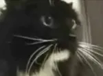 Chats qui parlent
