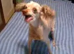 Chien débile