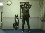 Chien qui fait sa gym