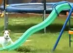 Chien vs toboggan