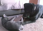 Entre chien et chat