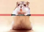 Hampton the Hampster