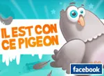 Il est Con ce Pigeon