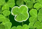 Lucky clover