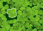 Lucky clover