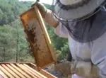 Martine et ses abeilles