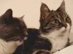 Papotage de chats