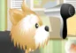 Pet-grooming studio