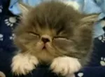 Sleepy cats