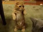 Un amour de chat